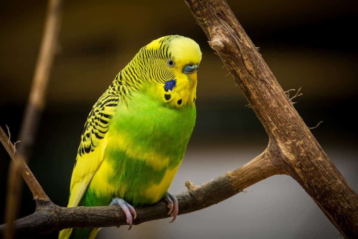 Budgie Resting On A Tree