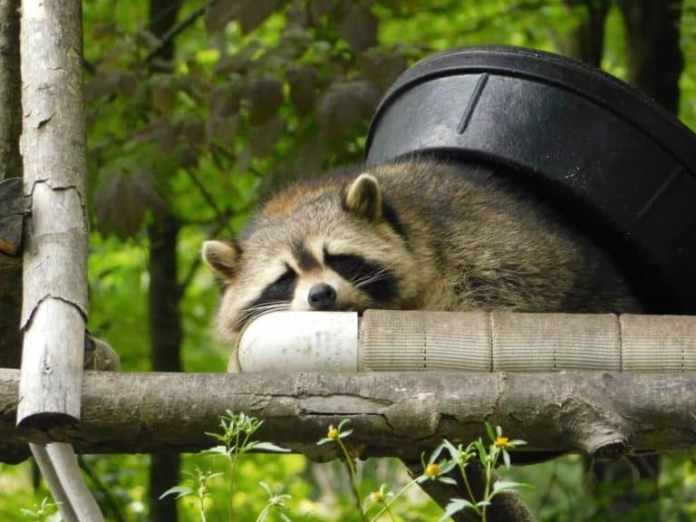 Raccoon sleeping