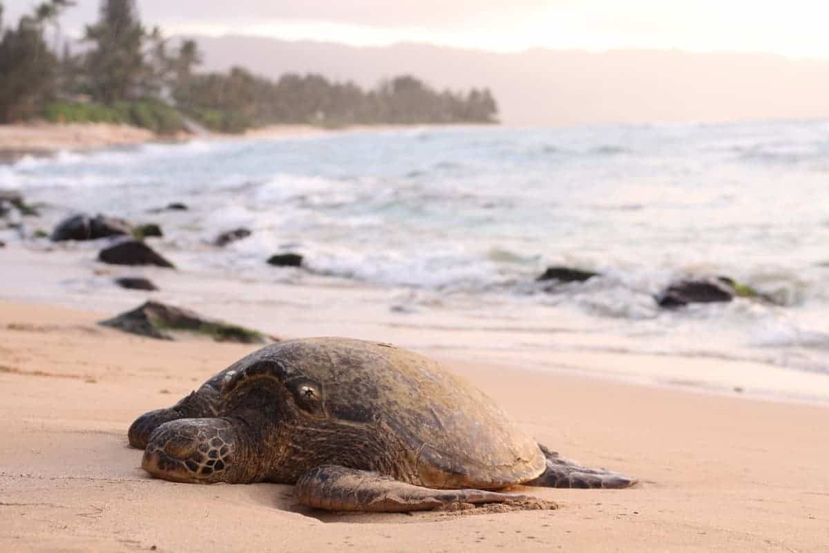 Turtle Sleeping On The Beach