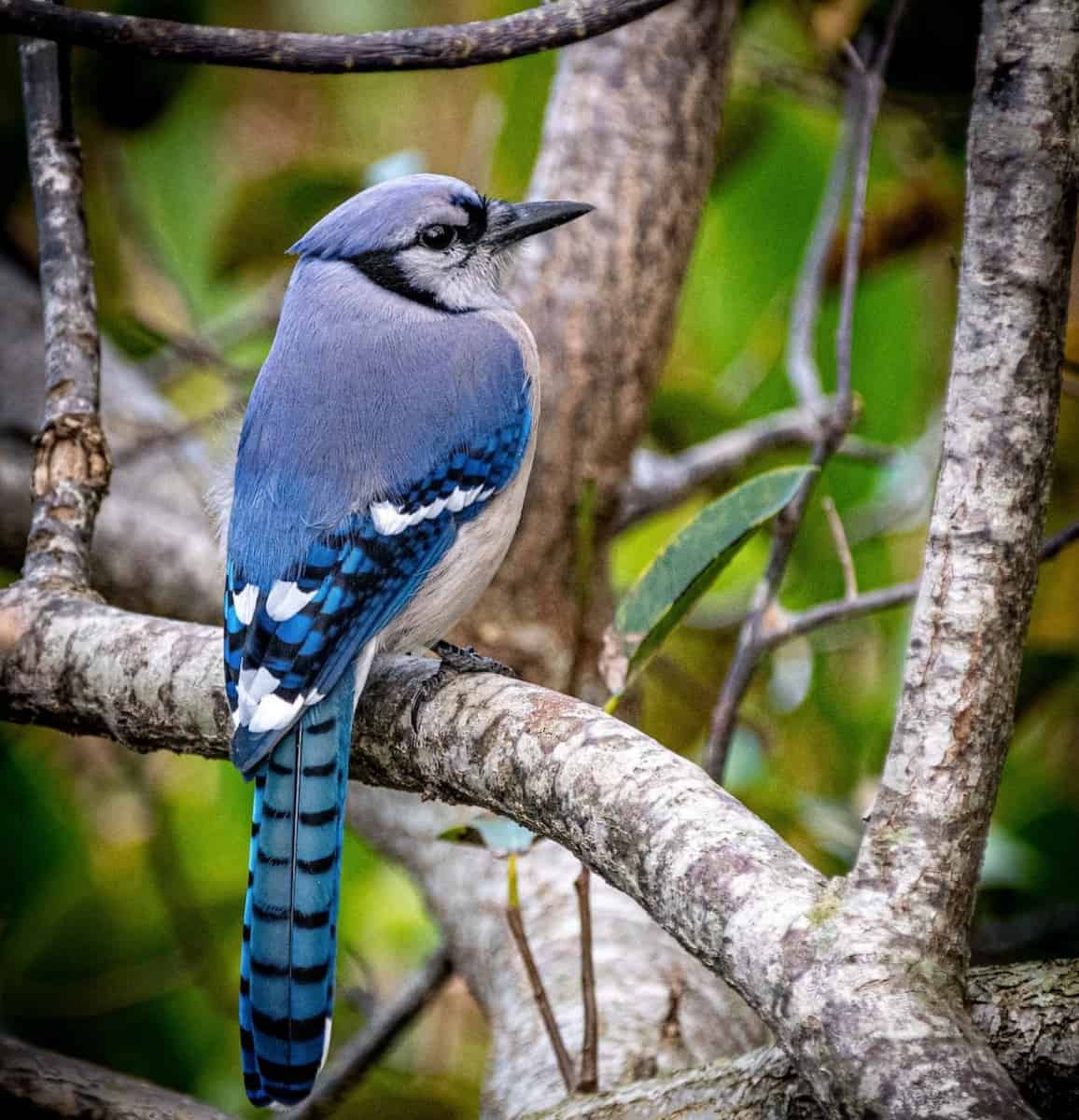 bluebird resting in tree