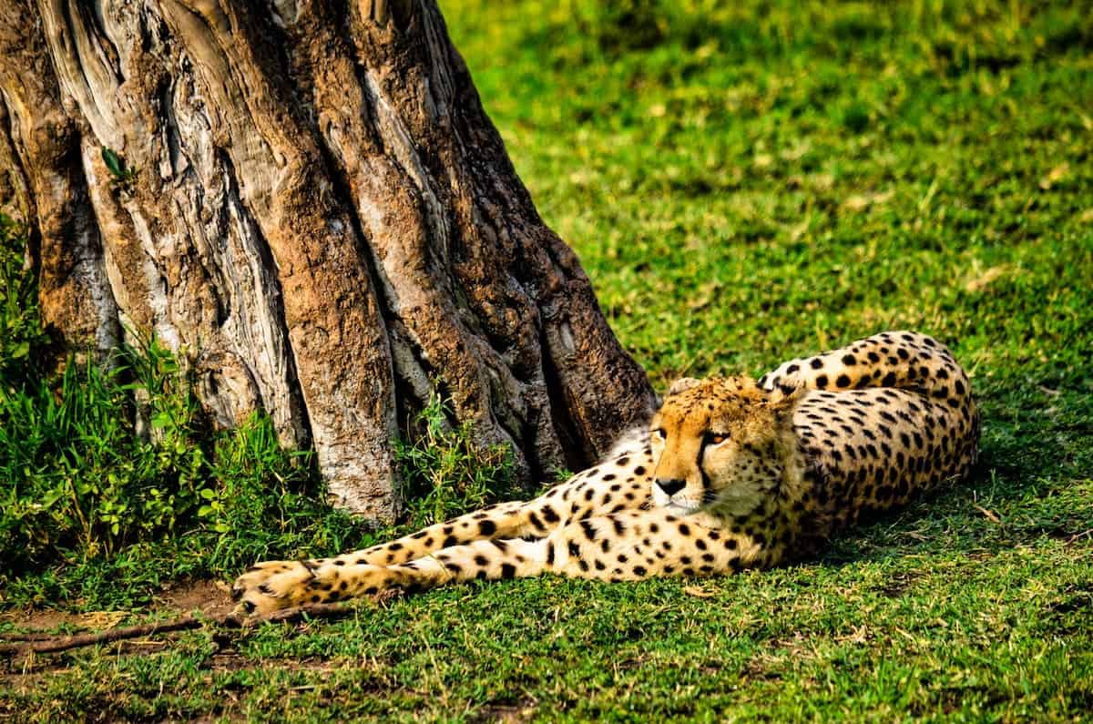 Cheetah resting under tree