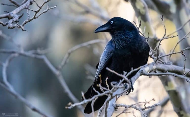 crow resting in tree