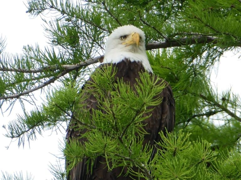 eagle in tree