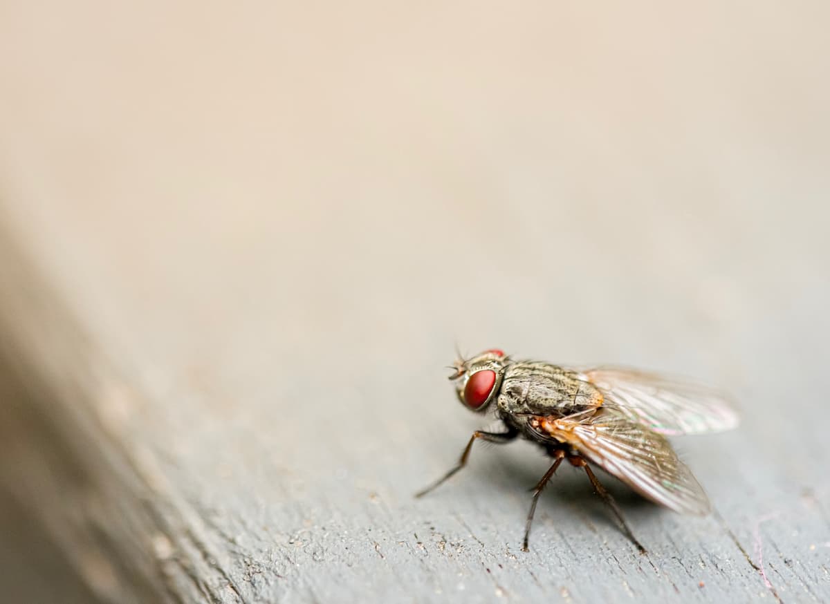 fly resting on wood