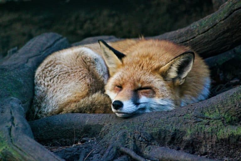 fox sleeping
