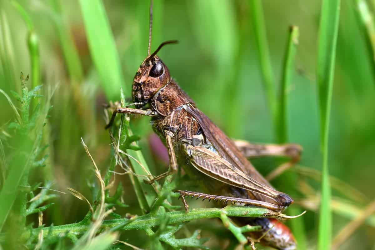 grasshopper resting in grass