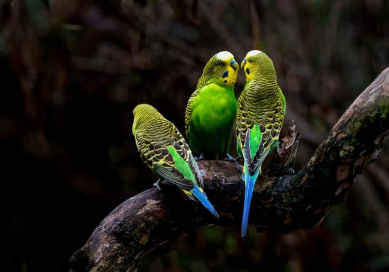 parakeets resting on a tree