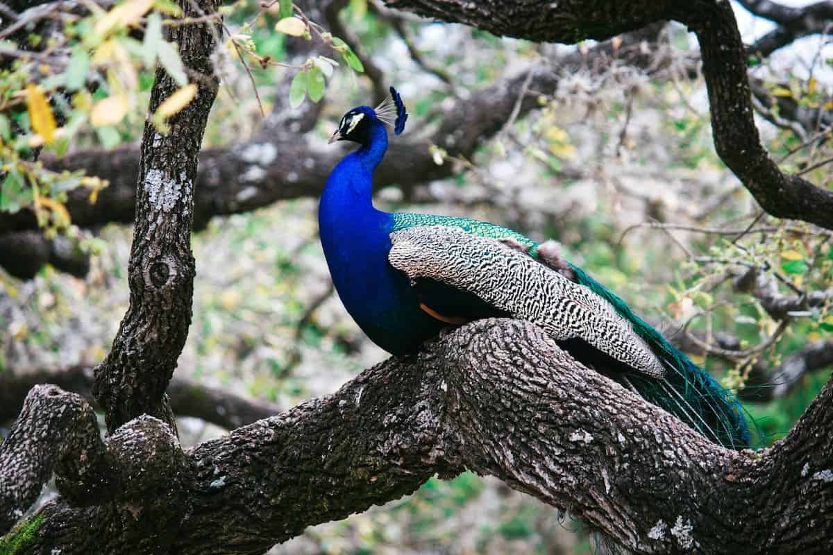 peacock resting