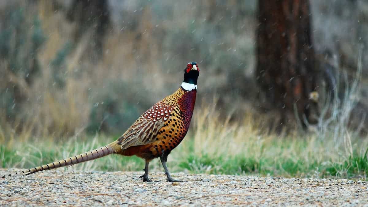 pheasant in the woods