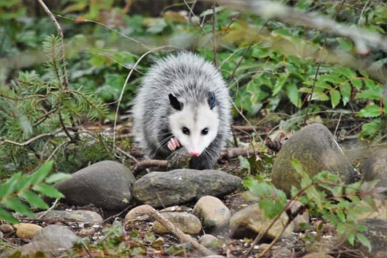 Possum In The Woods