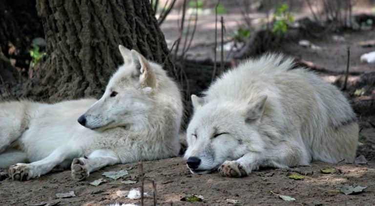 wolf resting while other watches over