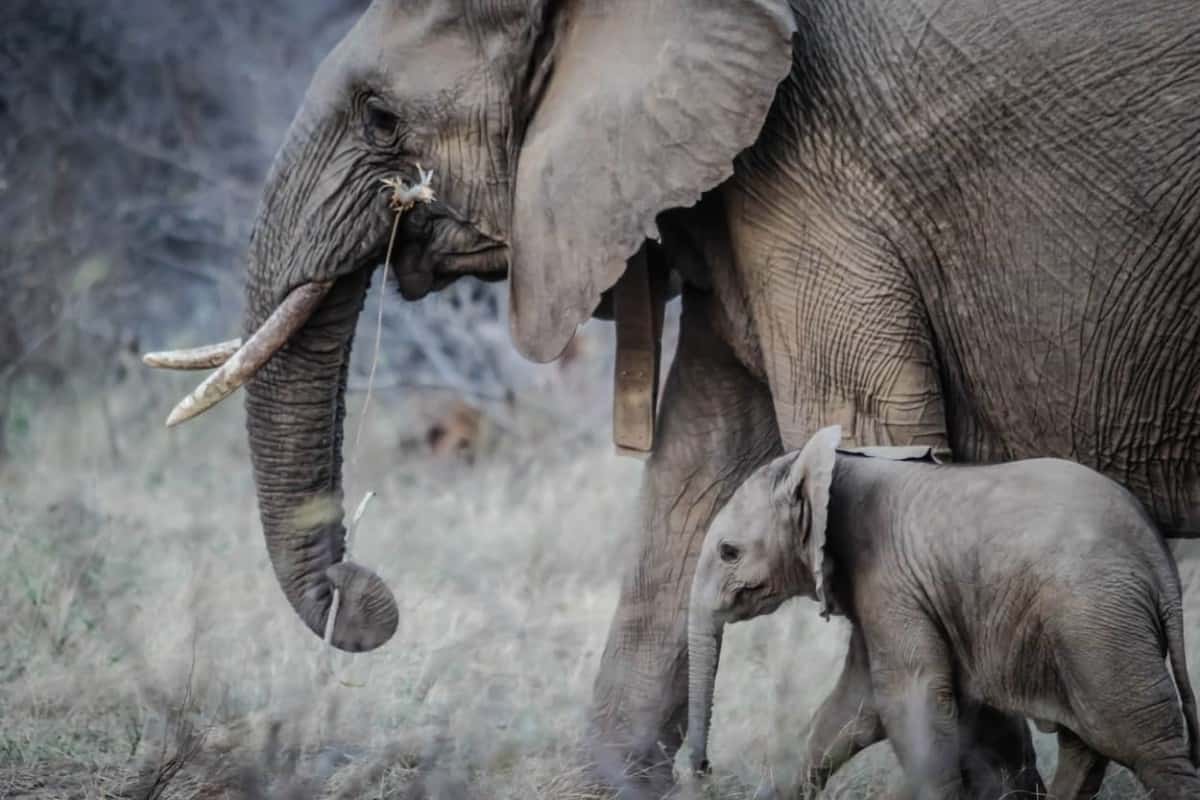 Elephant With Its Baby