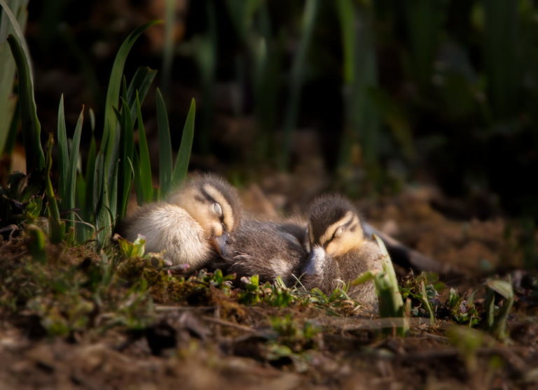 Baby Ducks Resting