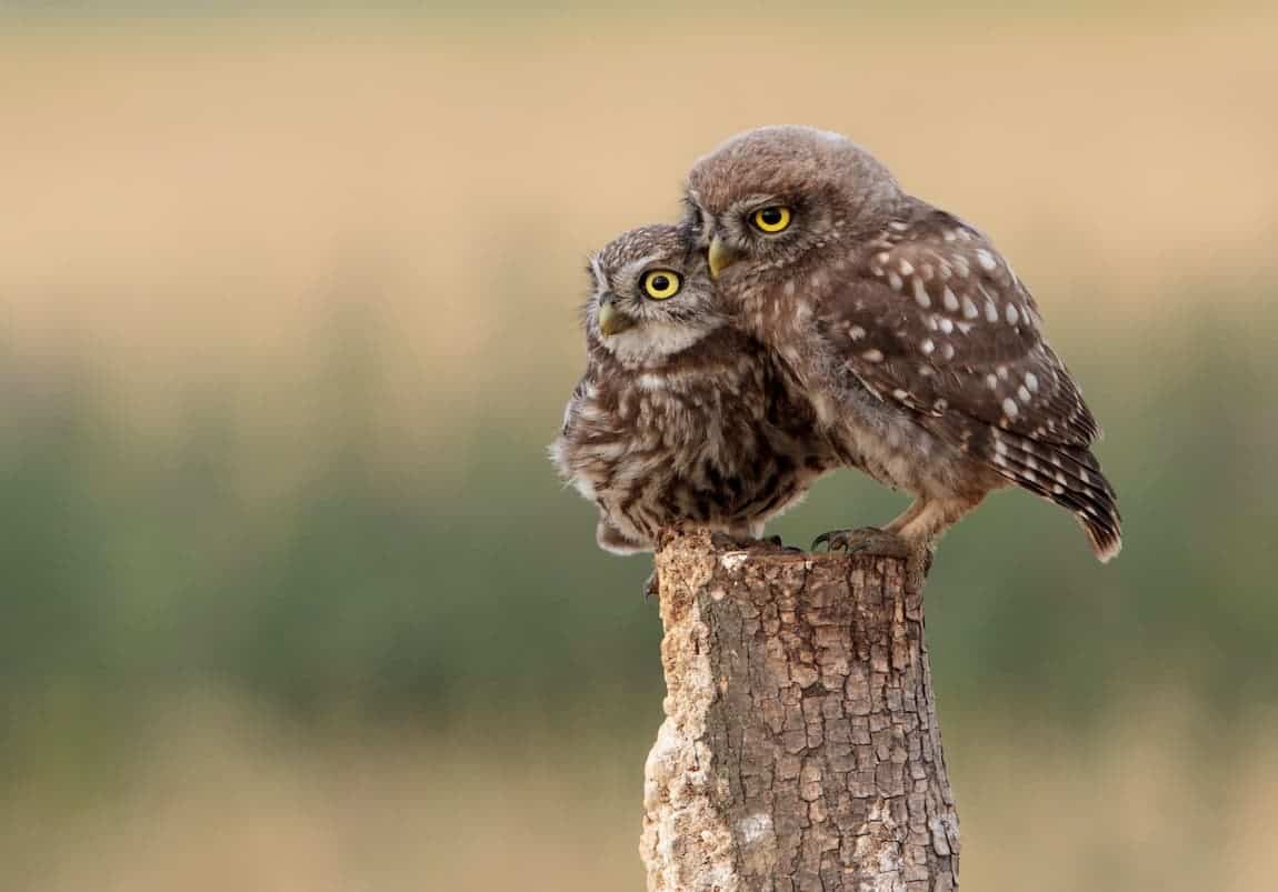 Owl with its child resting