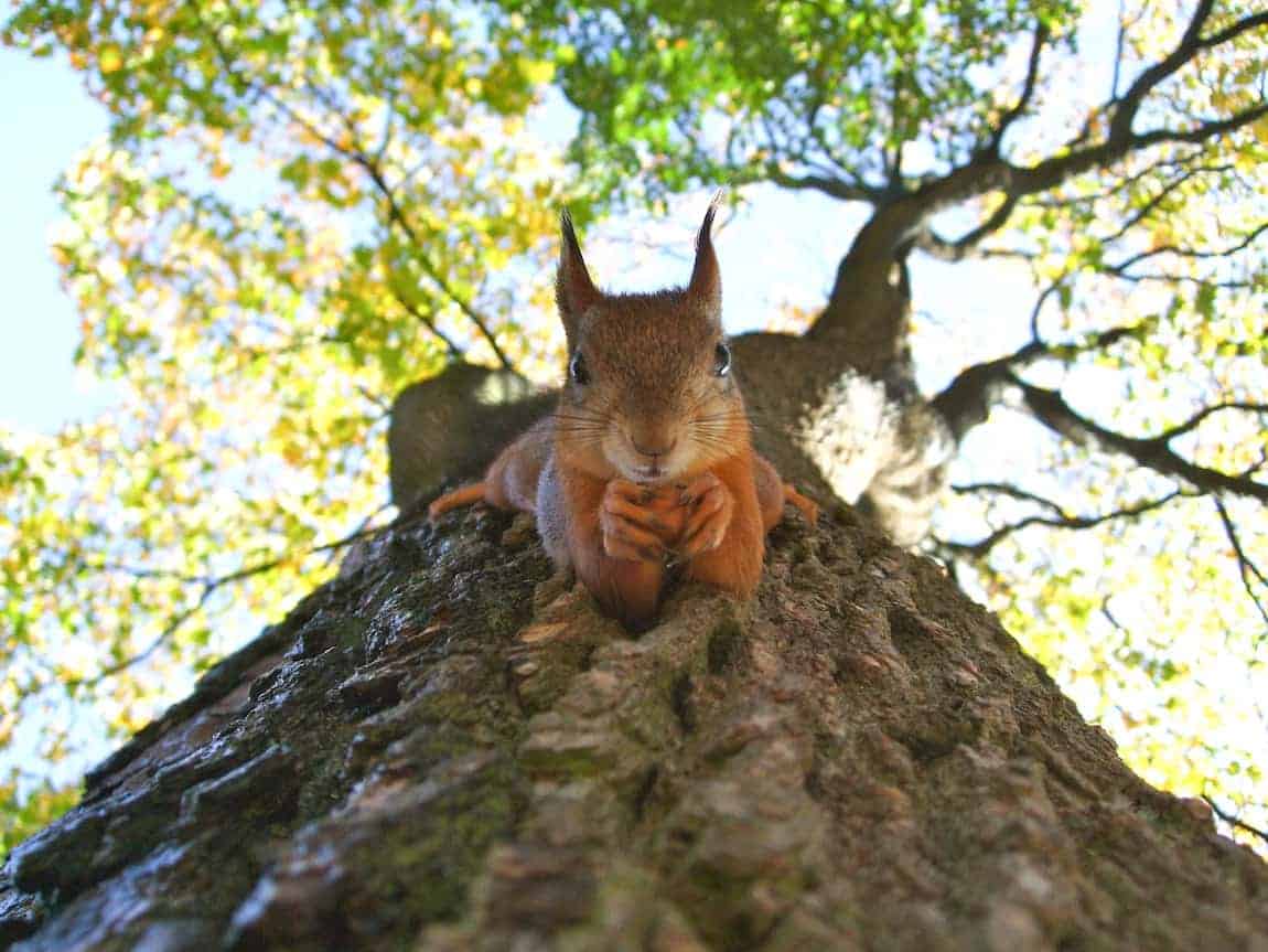 Red Squirrel Going Down a Tree