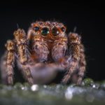 Close up spider