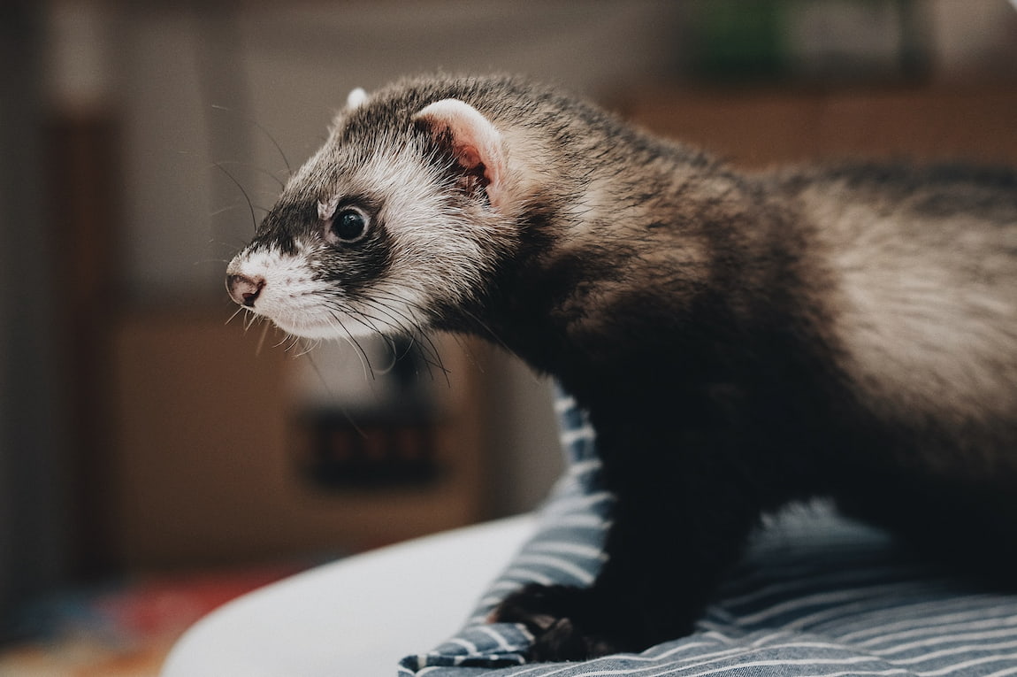 ferret on a pillow