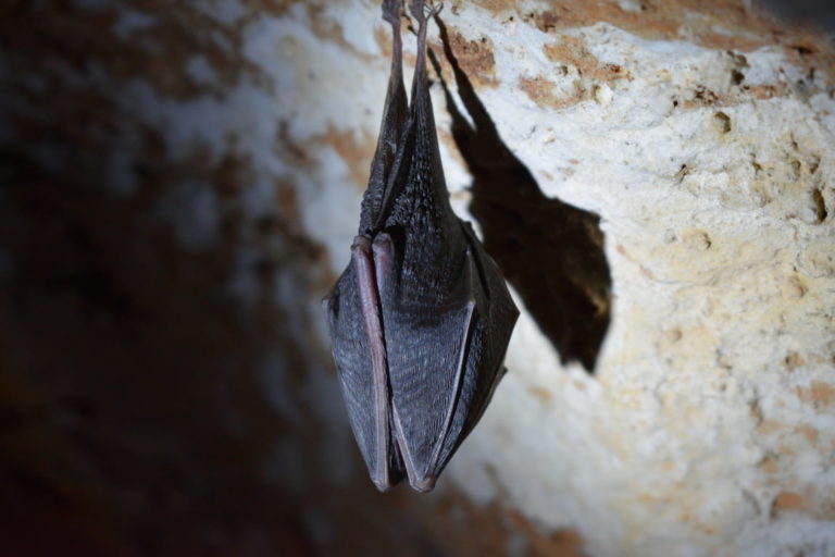 Bat sleeping in cave