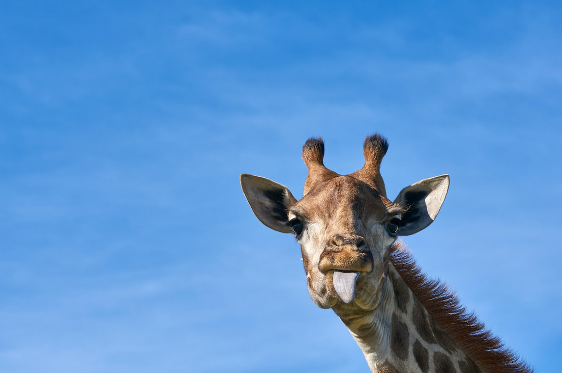 Giraffe with tongue out