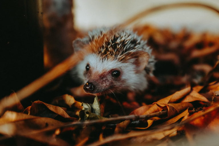 Hedgehog Resting in The Leaves