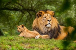Lion Protecting Cub
