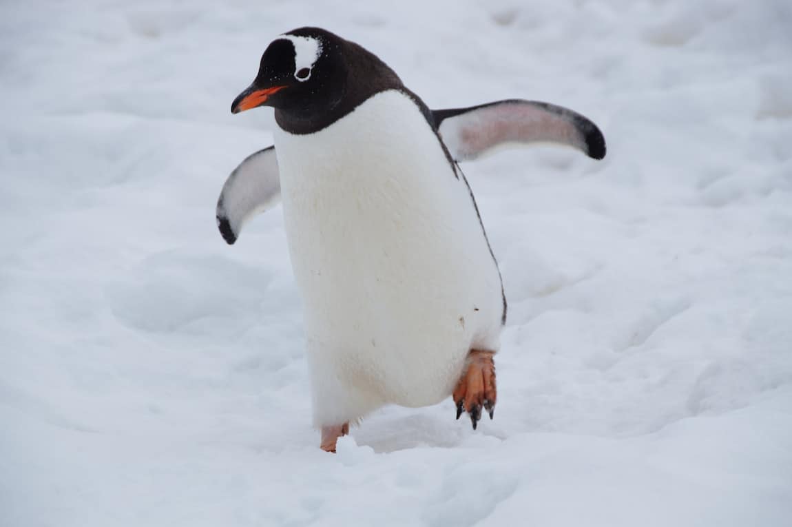 Penguin Playing