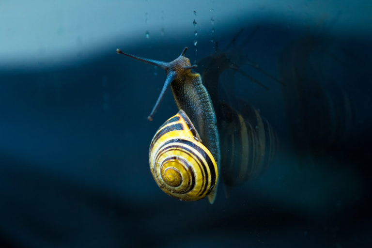 Snail moving up a wall