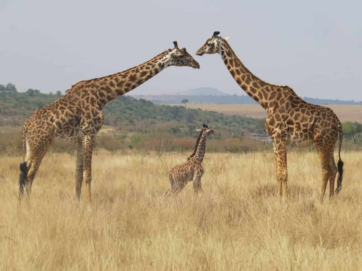 2 giraffes and child