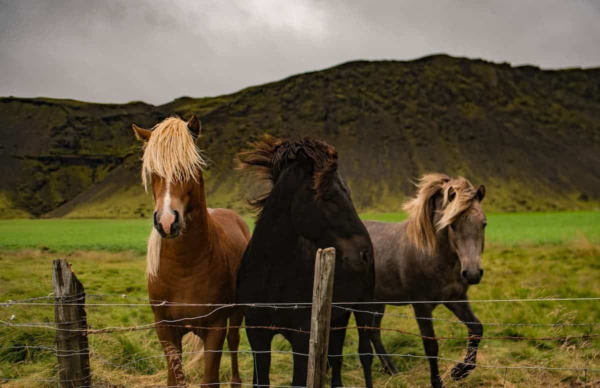 3 horses standing by the fence