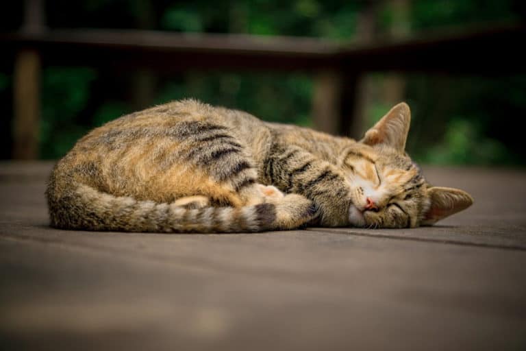 Cat resting on a deck