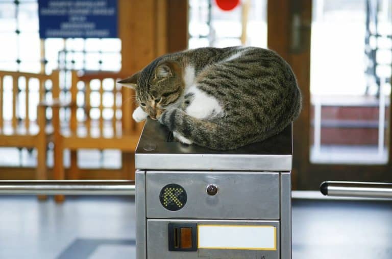 Cat resting on top of a bollard