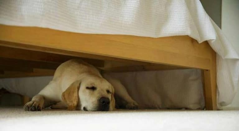 Dog sleeping under the bed