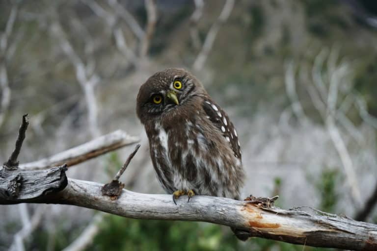 Owl Resting on Branch