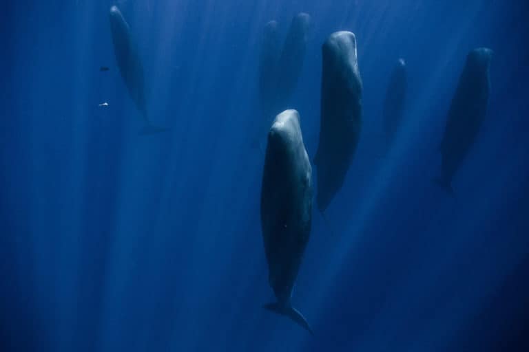 Sleeping Whales