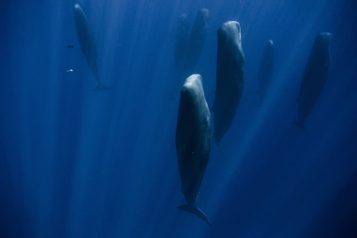 Sleeping Whales