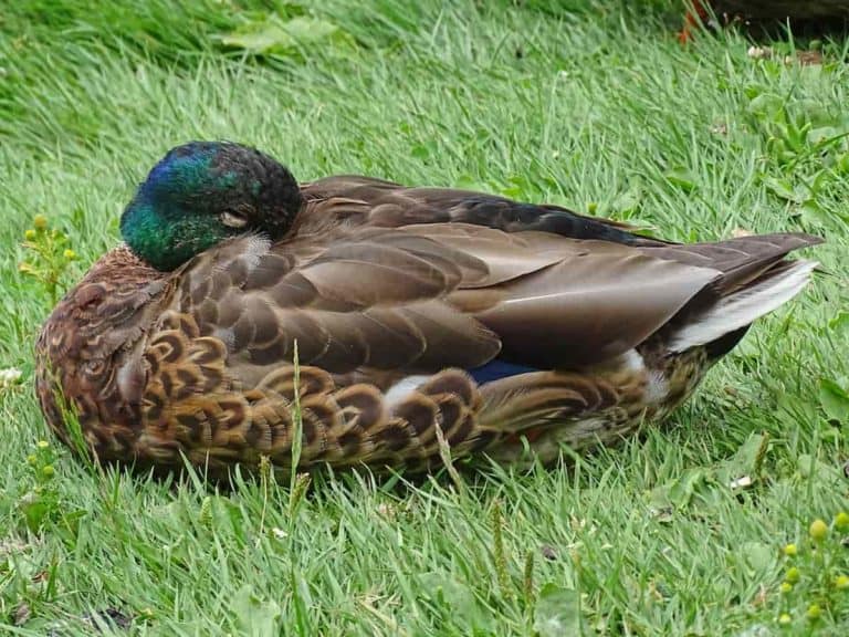 Duck resting with head backwards