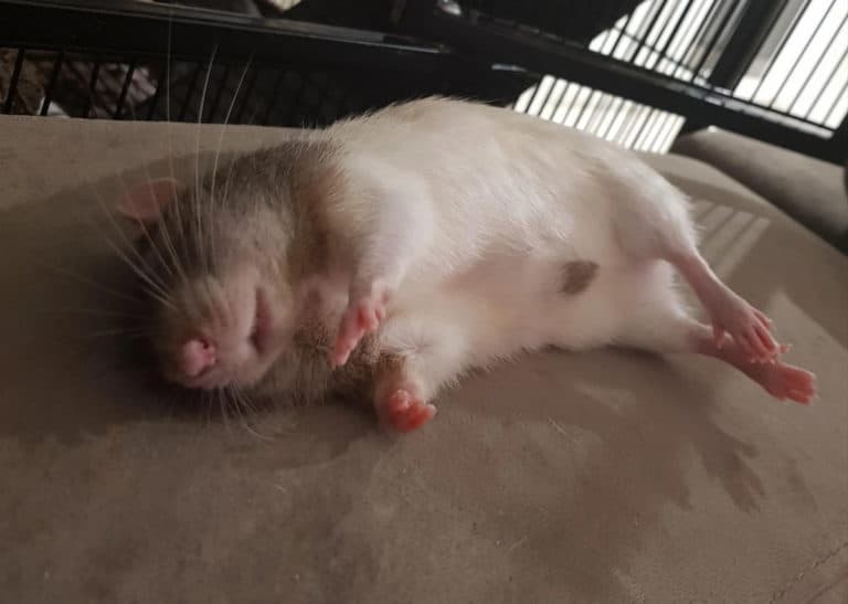 Rat sleeping on its head