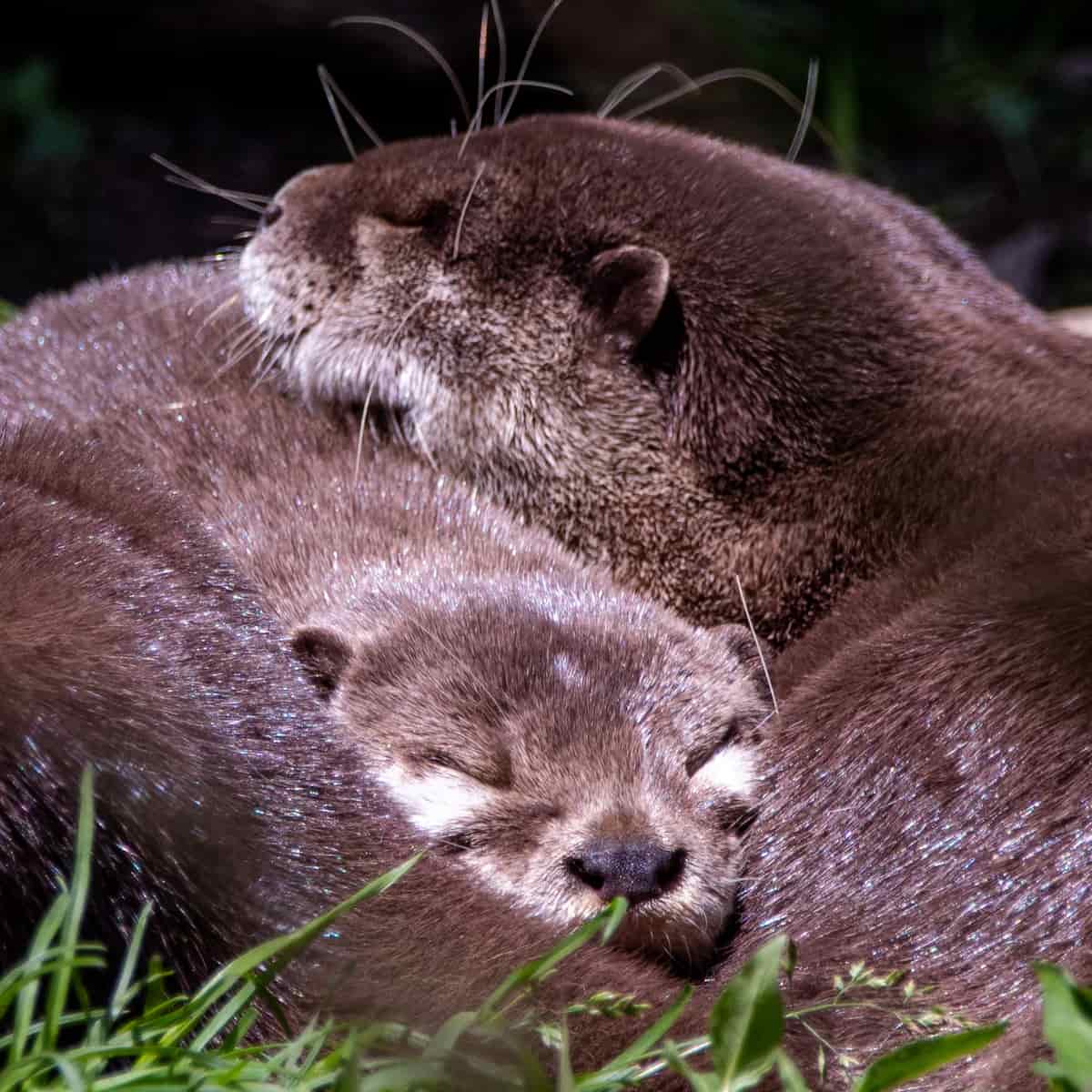 otters sleeping holding hands