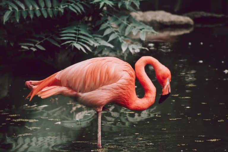 flamingo resting on 1 leg