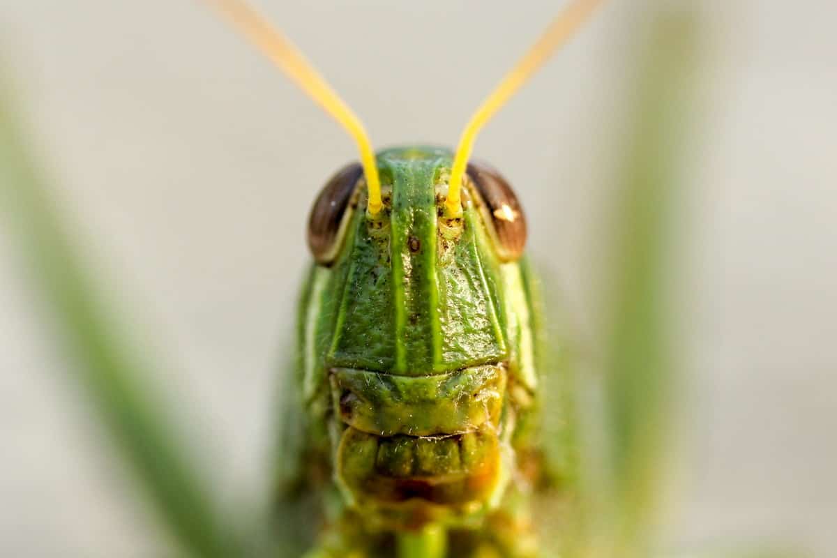 grasshopper looking at you
