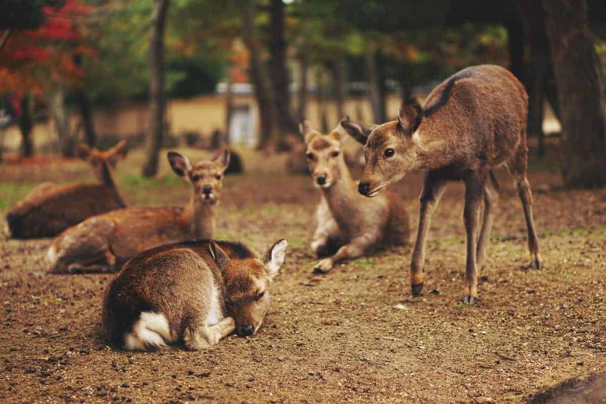 Deer sleeping in woods with its friends