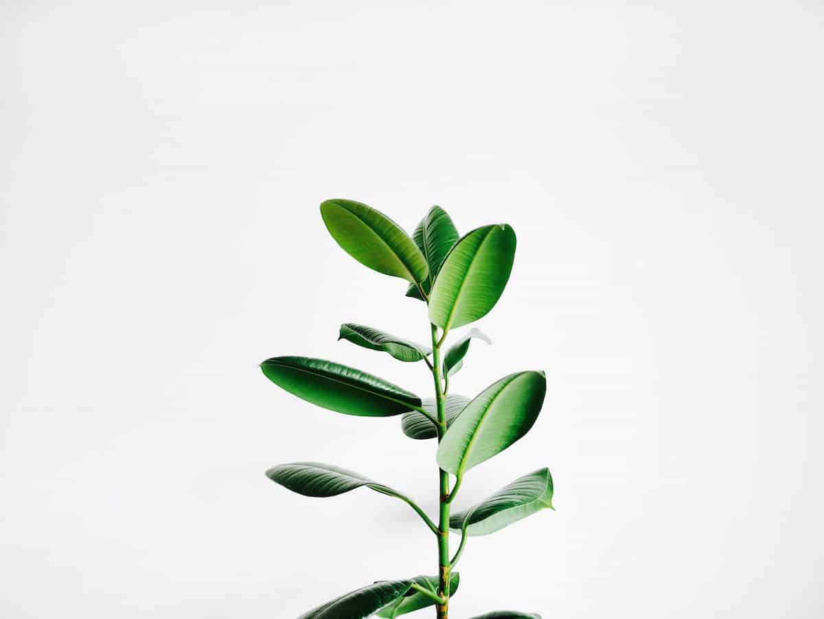 Plant with white background