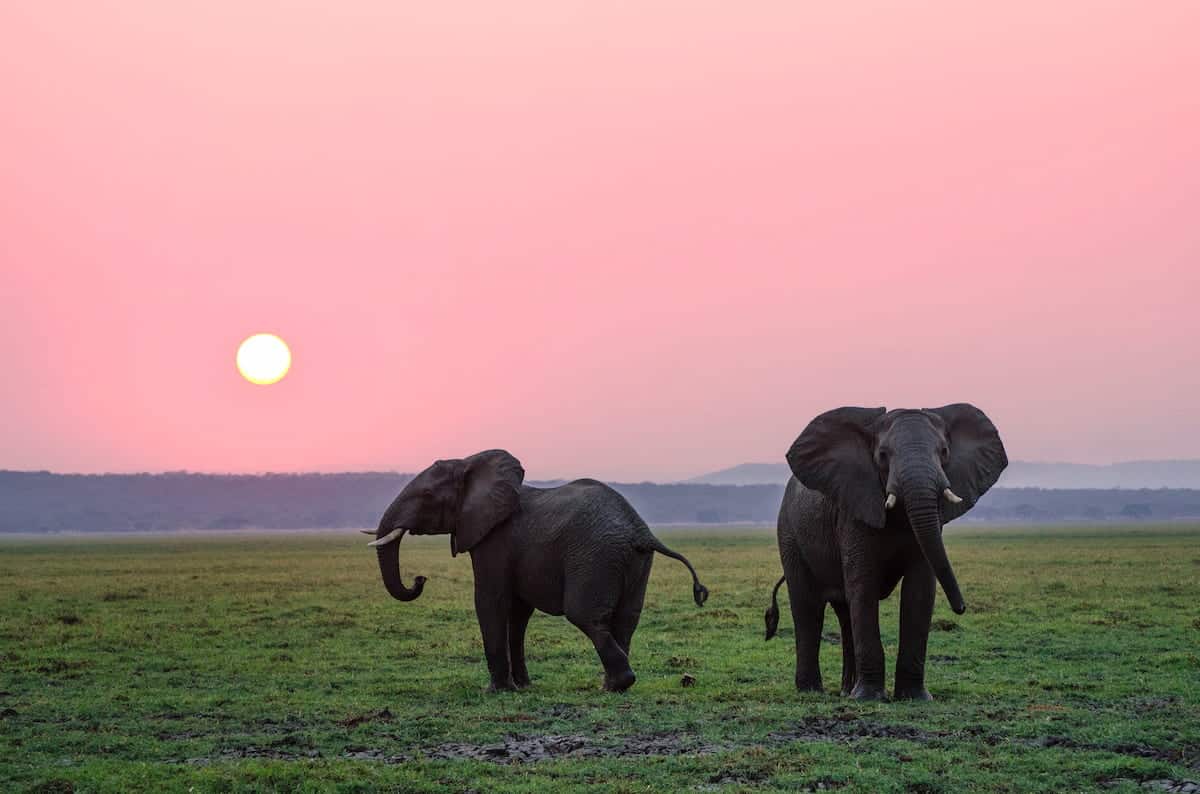 2 Elephants in the sun set