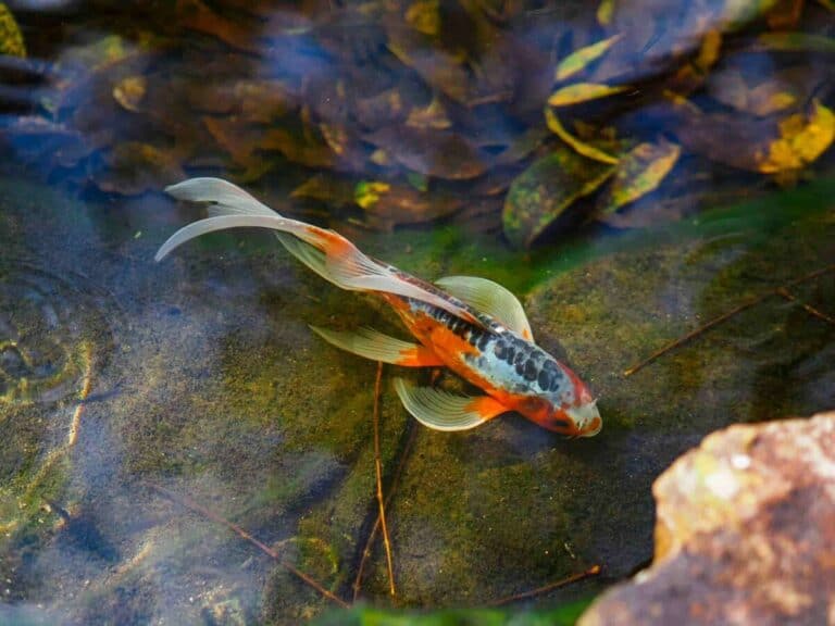 Fish sleeping in a pond