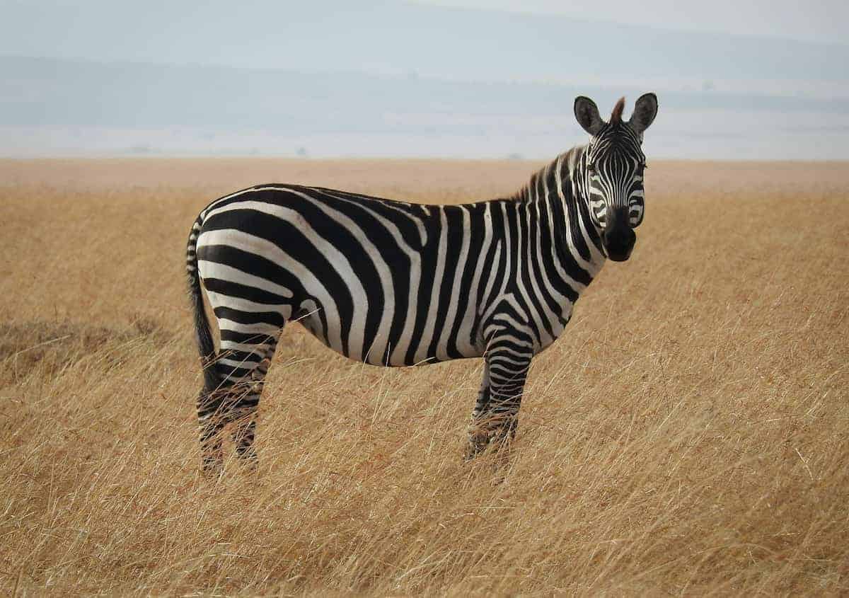 Zebra sleeping standing up
