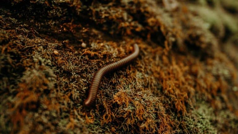 Worm on the ground in a forest