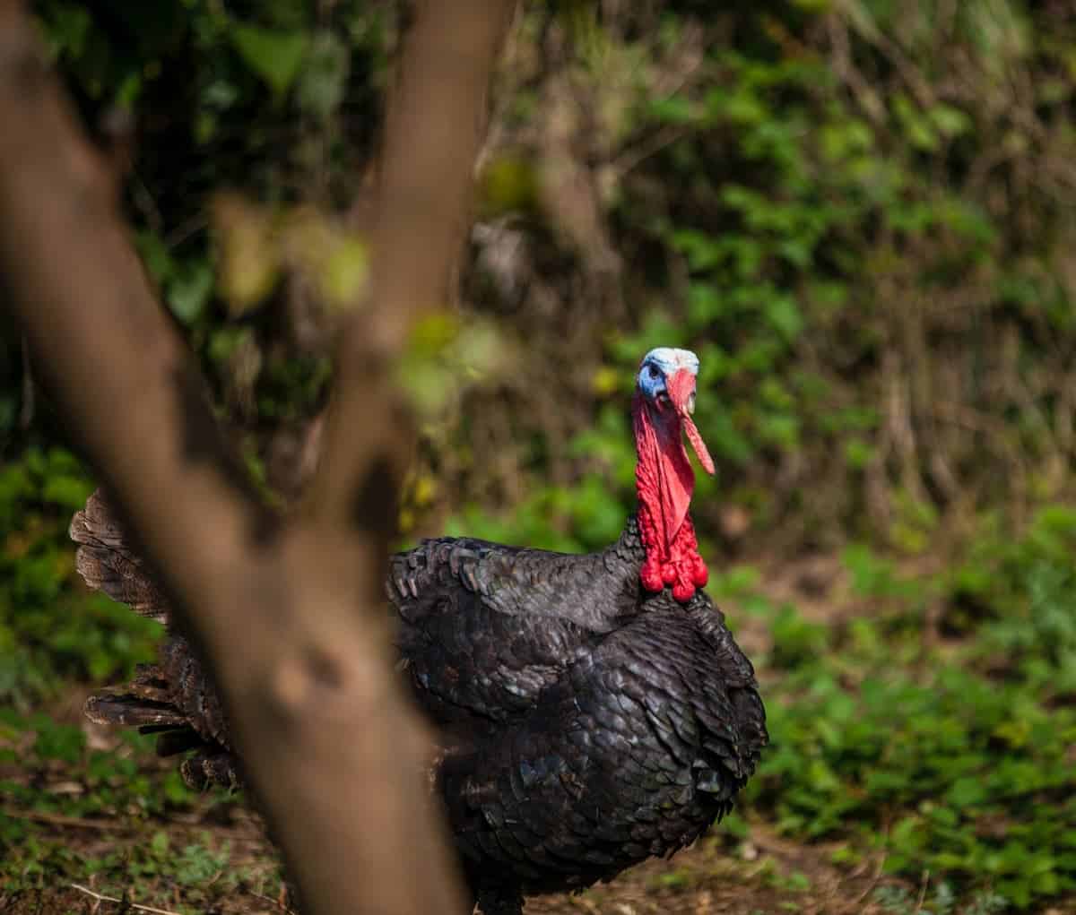 Turkey in the trees