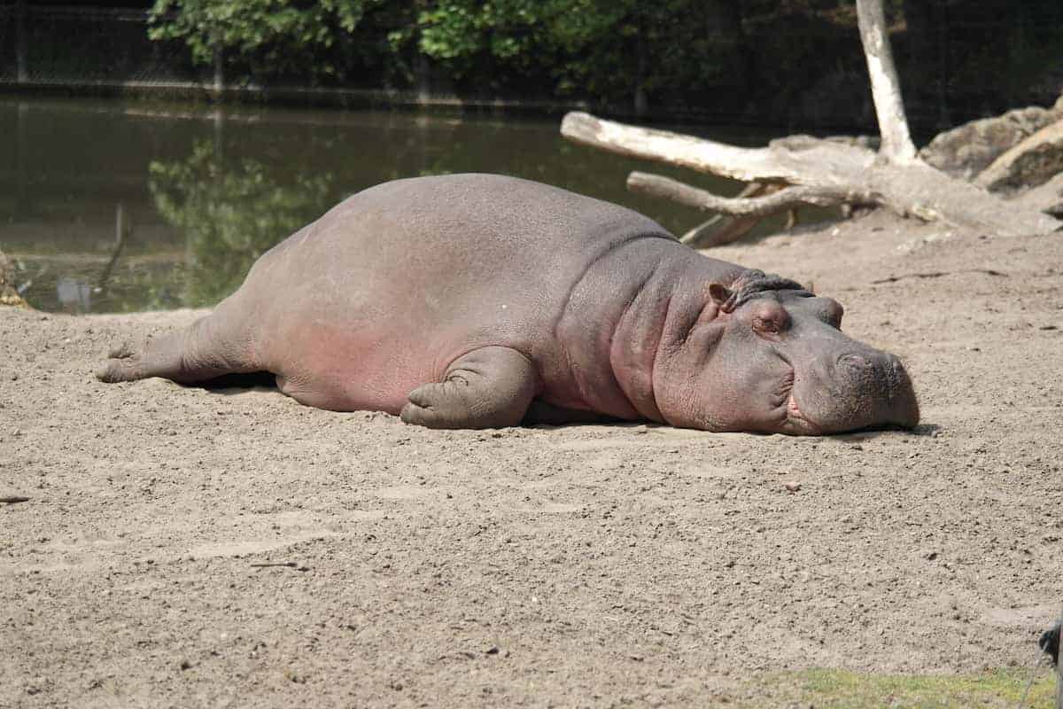 Hippo resting on the ground
