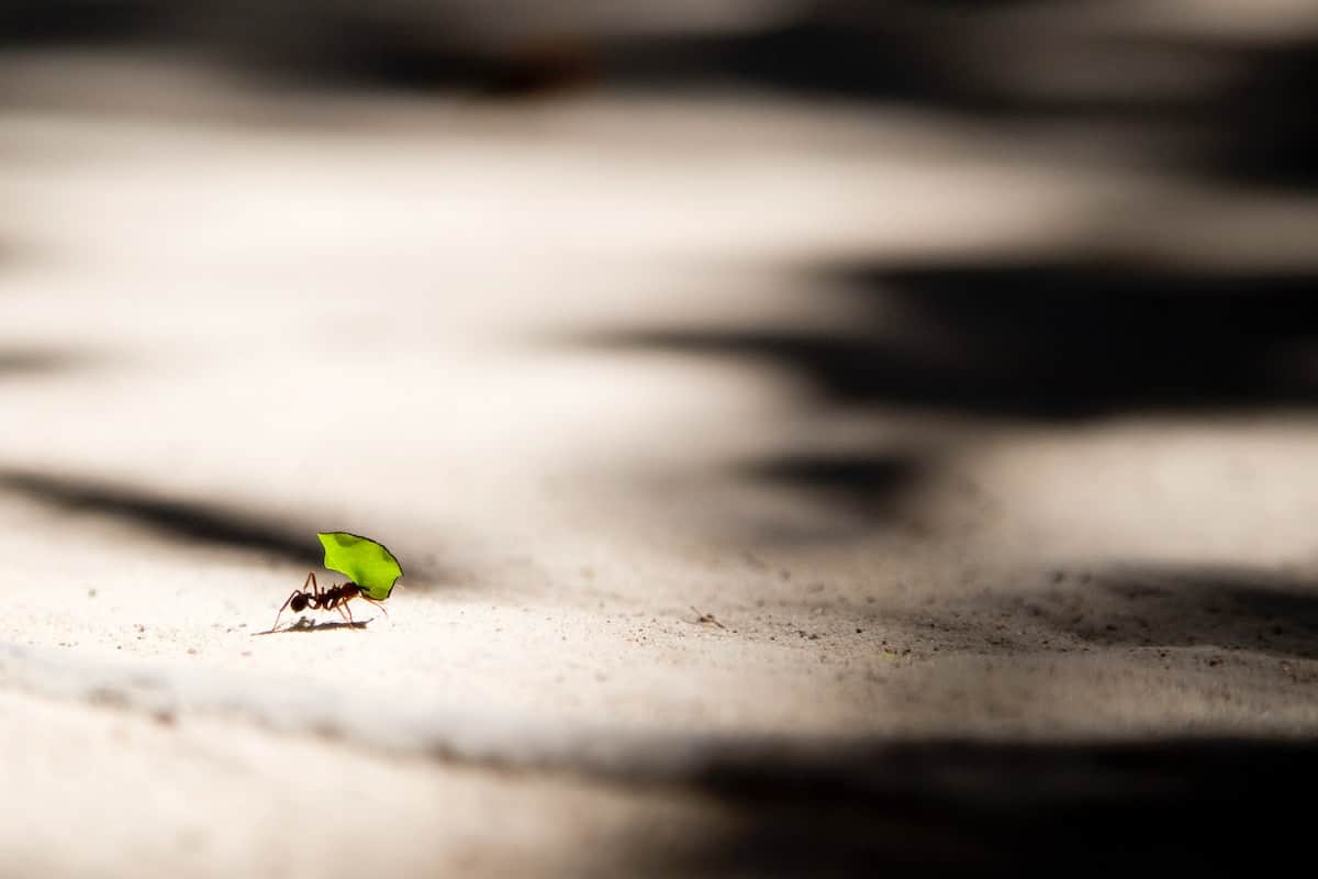 single ant carrying leaf